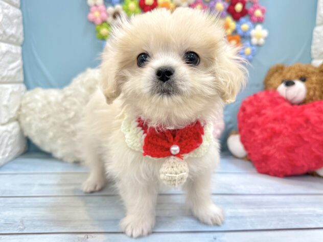 兵庫県のハーフ犬・ミックス犬 (ワンキャラット アミーゴ姫路飾磨店/2026年5月30日生まれ/女の子/アプリコット)の子犬の3枚目の画像