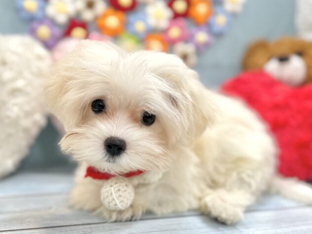 兵庫県のハーフ犬・ミックス犬 (ワンキャラット アミーゴ姫路飾磨店/2026年4月30日生まれ/女の子/ホワイト)の子犬の1枚目の画像