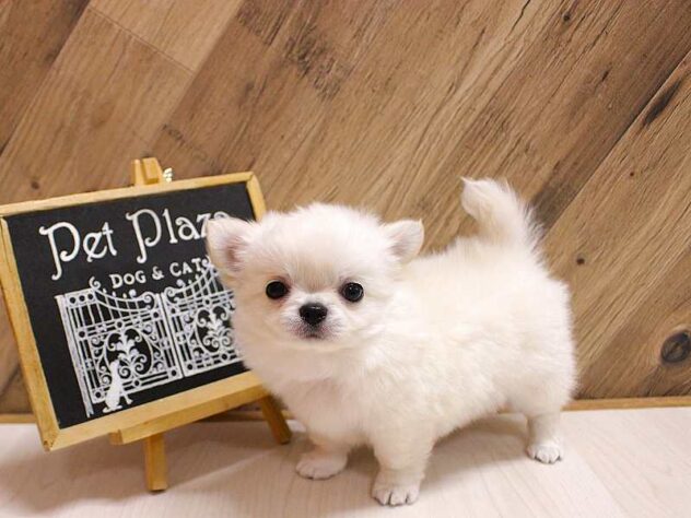 兵庫県のチワワ(ロング) (ペット・プラザ アミーゴつかしん店/2026年6月25日生まれ/男の子/クリーム)の子犬の4枚目の画像