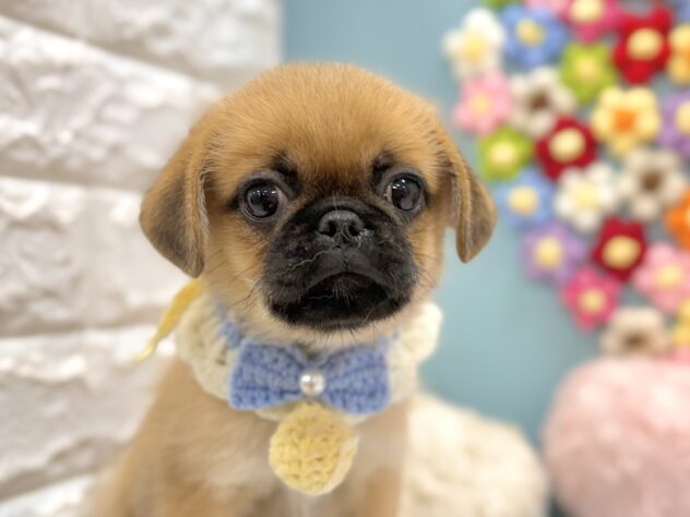 兵庫県のハーフ犬・ミックス犬 (ワンキャラット アミーゴ姫路飾磨店/2026年5月30日生まれ/男の子/フォーン)の子犬の1枚目の画像