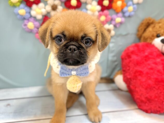兵庫県のハーフ犬・ミックス犬 (ワンキャラット アミーゴ姫路飾磨店/2026年5月30日生まれ/男の子/フォーン)の子犬の2枚目の画像