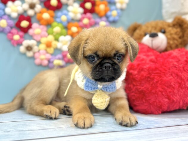 兵庫県のハーフ犬・ミックス犬 (ワンキャラット アミーゴ姫路飾磨店/2026年5月30日生まれ/男の子/フォーン)の子犬の3枚目の画像