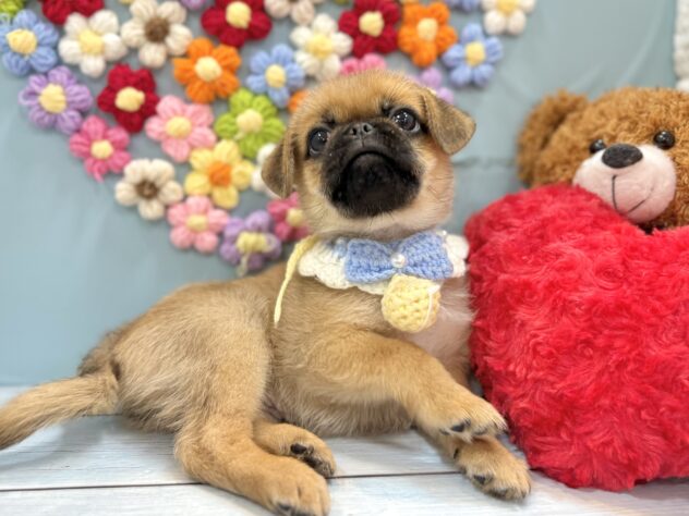 兵庫県のハーフ犬・ミックス犬 (ワンキャラット アミーゴ姫路飾磨店/2026年5月30日生まれ/男の子/フォーン)の子犬の4枚目の画像
