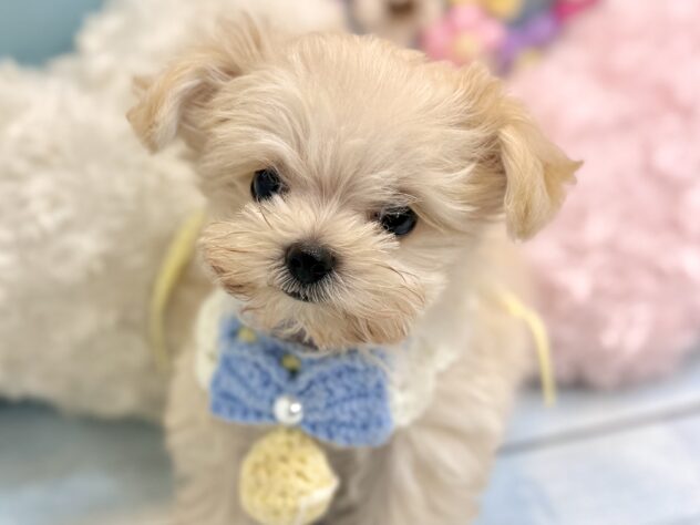 2026年6月20日生まれのハーフ犬・ミックス犬