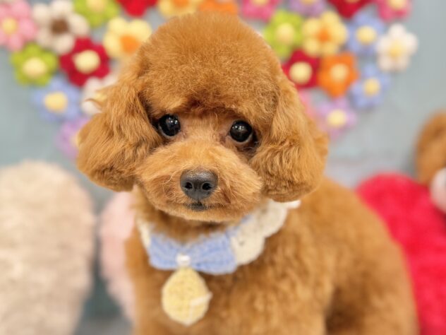 兵庫県のトイプードル(トイ) (ワンキャラット アミーゴ姫路飾磨店/2026年1月30日生まれ/男の子/レッド)の子犬の1枚目の画像