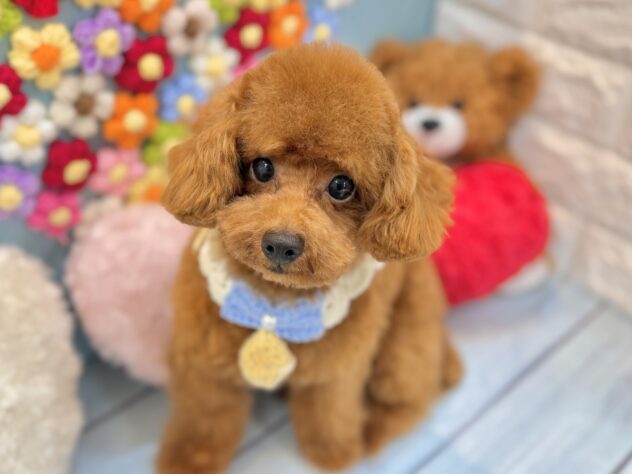 兵庫県のトイプードル(トイ) (ワンキャラット アミーゴ姫路飾磨店/2026年1月30日生まれ/男の子/レッド)の子犬の2枚目の画像