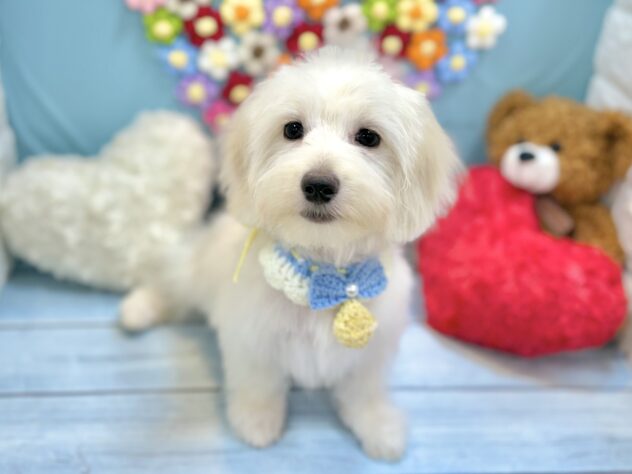兵庫県のハーフ犬・ミックス犬 (ワンキャラット アミーゴ姫路飾磨店/2026年4月26日生まれ/男の子/クリーム)の子犬の2枚目の画像