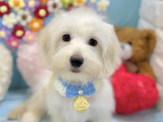 兵庫県のハーフ犬・ミックス犬 (ワンキャラット アミーゴ姫路飾磨店/2026年4月26日生まれ/男の子/クリーム)の子犬の1枚目の画像