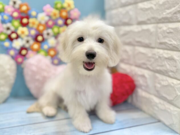 兵庫県のハーフ犬・ミックス犬 (ワンキャラット アミーゴ姫路飾磨店/2026年4月26日生まれ/男の子/クリーム)の子犬の3枚目の画像
