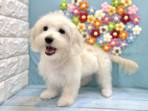 兵庫県のハーフ犬・ミックス犬 (ワンキャラット アミーゴ姫路飾磨店/2026年4月26日生まれ/男の子/クリーム)の子犬の4枚目の画像