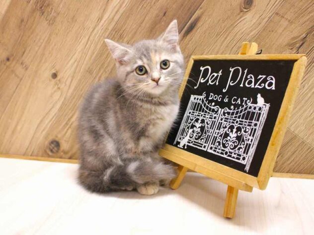 兵庫県のスコティッシュストレート (ペット・プラザ アミーゴつかしん店/2026年6月16日生まれ/女の子/シルバーパッチドタビー)の子猫の1枚目の画像