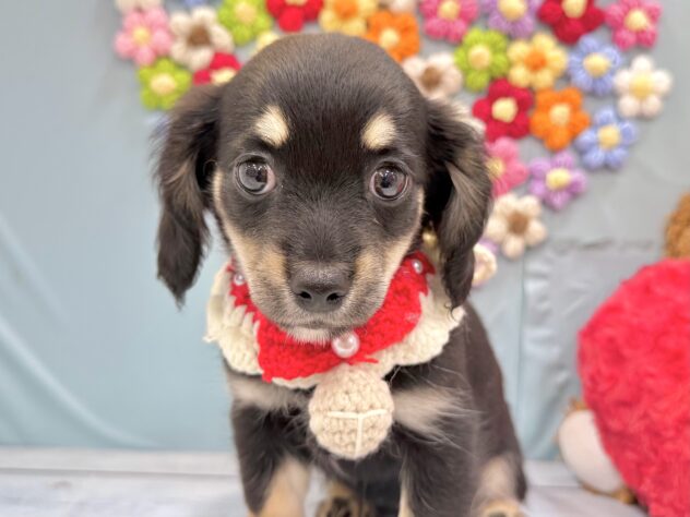 兵庫県のハーフ犬・ミックス犬 (ワンキャラット アミーゴ姫路飾磨店/2026年6月26日生まれ/女の子/ブラックタン)の子犬の1枚目の画像