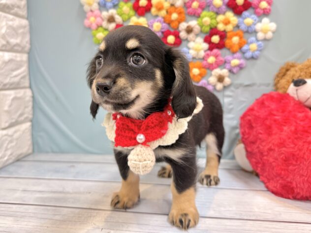 兵庫県のハーフ犬・ミックス犬 (ワンキャラット アミーゴ姫路飾磨店/2026年6月26日生まれ/女の子/ブラックタン)の子犬の4枚目の画像