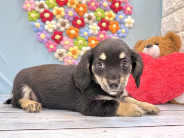 兵庫県のハーフ犬・ミックス犬 (ワンキャラット アミーゴ姫路飾磨店/2026年6月26日生まれ/女の子/ブラックタン)の子犬の2枚目の画像