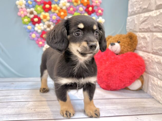 兵庫県のハーフ犬・ミックス犬 (ワンキャラット アミーゴ姫路飾磨店/2026年6月26日生まれ/女の子/ブラックタン)の子犬の3枚目の画像