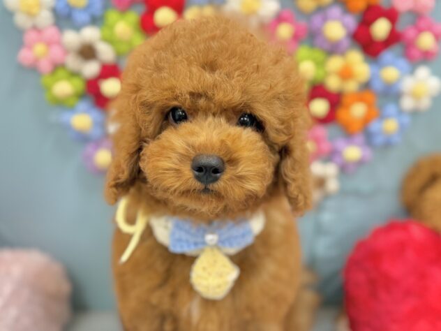 兵庫県のトイプードル(トイ) (ワンキャラット アミーゴ姫路飾磨店/2026年5月22日生まれ/男の子/レッド)の子犬