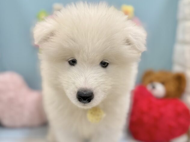兵庫県のサモエド (ワンキャラット アミーゴ姫路飾磨店/2026年7月2日生まれ/男の子/ホワイト)の子犬の1枚目の画像