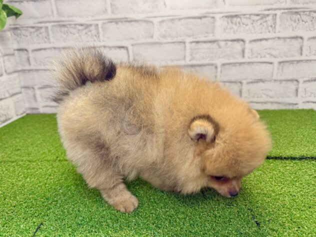 岡山県のポメラニアン (アミーゴ妹尾店/2026年6月5日生まれ/女の子/オレンジ)の子犬の2枚目の画像