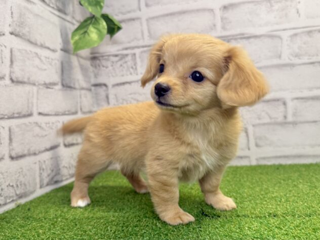 岡山県のハーフ犬・ミックス犬 (アミーゴ妹尾店/2026年6月7日生まれ/女の子/クリーム)の子犬の3枚目の画像