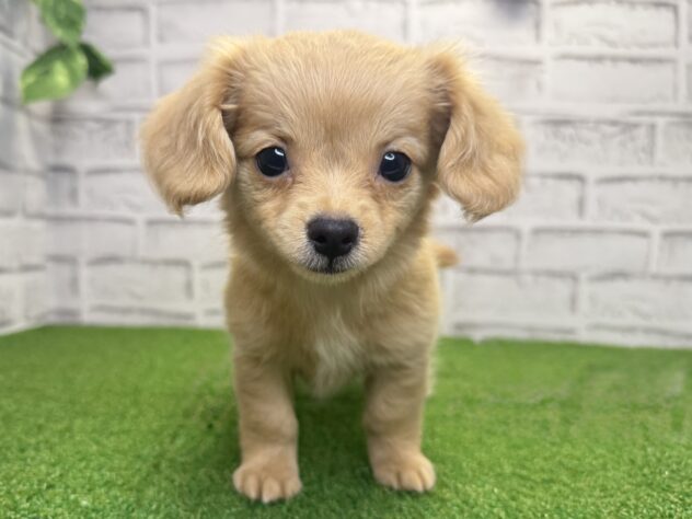 岡山県のハーフ犬・ミックス犬 (アミーゴ妹尾店/2026年6月7日生まれ/女の子/クリーム)の子犬の1枚目の画像
