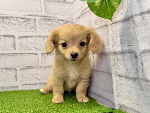 岡山県のハーフ犬・ミックス犬 (アミーゴ妹尾店/2026年6月7日生まれ/女の子/クリーム)の子犬の2枚目の画像