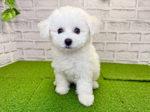 岡山県のビションフリーゼ (アミーゴ妹尾店/2026年6月6日生まれ/女の子/ホワイト)の子犬の1枚目の画像