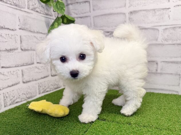 岡山県のビションフリーゼ (アミーゴ妹尾店/2026年6月6日生まれ/女の子/ホワイト)の子犬の2枚目の画像