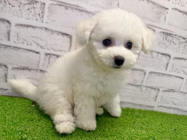 岡山県のビションフリーゼ (アミーゴ妹尾店/2026年6月6日生まれ/女の子/ホワイト)の子犬の3枚目の画像