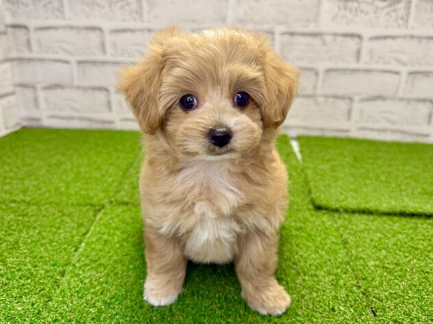 岡山県のハーフ犬・ミックス犬 (アミーゴ妹尾店/2026年6月10日生まれ/男の子/オレンジ)の子犬の1枚目の画像