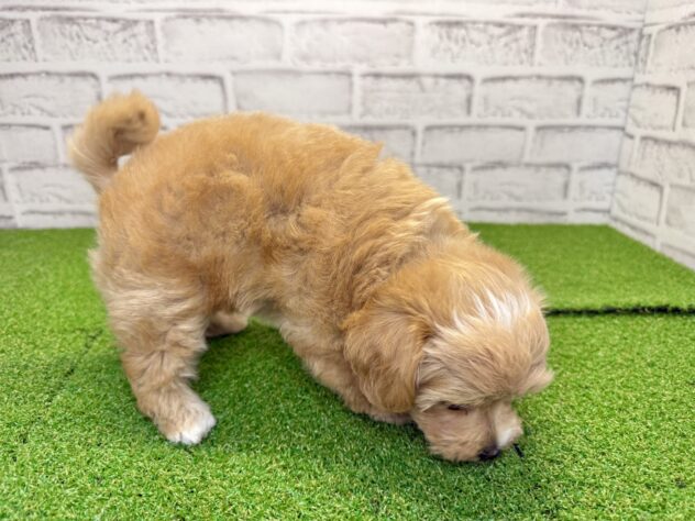 岡山県のハーフ犬・ミックス犬 (アミーゴ妹尾店/2026年6月10日生まれ/男の子/オレンジ)の子犬の2枚目の画像