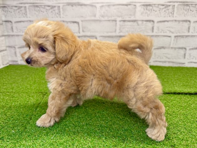 岡山県のハーフ犬・ミックス犬 (アミーゴ妹尾店/2026年6月10日生まれ/男の子/オレンジ)の子犬の3枚目の画像