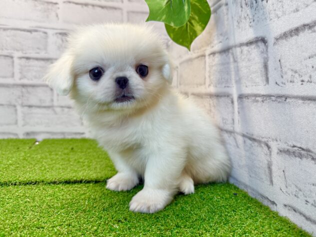 岡山県のペキニーズ (アミーゴ妹尾店/2026年6月9日生まれ/男の子/ホワイト)の子犬の2枚目の画像