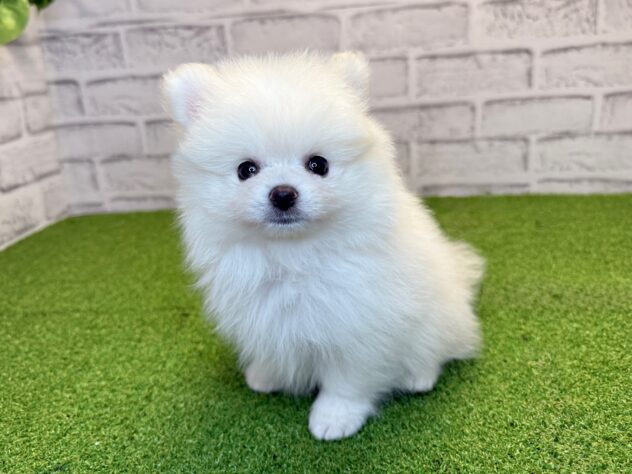 岡山県のポメラニアン (アミーゴ妹尾店/2026年6月17日生まれ/男の子/クリーム)の子犬の1枚目の画像