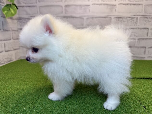岡山県のポメラニアン (アミーゴ妹尾店/2026年6月17日生まれ/男の子/クリーム)の子犬の2枚目の画像