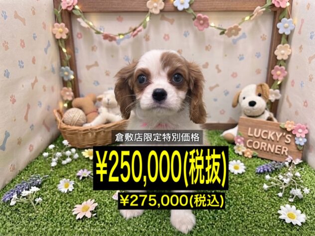 岡山県のキャバリアキングチャールズスパニエル (アミーゴ倉敷店/2026年6月18日生まれ/女の子/ブレンハイム)の子犬