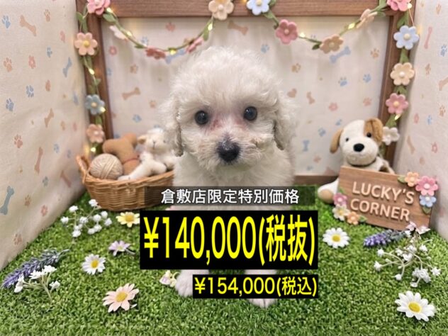岡山県のハーフ犬・ミックス犬 (アミーゴ倉敷店/2026年6月20日生まれ/男の子/クリーム)の子犬