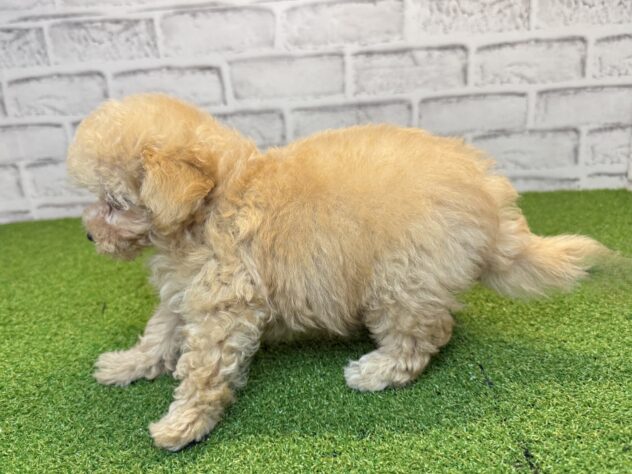 岡山県のトイプードル(トイ) (アミーゴ妹尾店/2026年6月22日生まれ/女の子/ペールフォーン)の子犬の2枚目の画像
