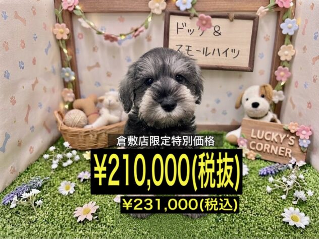 岡山県のミニチュアシュナウザー (アミーゴ倉敷店/2026年6月17日生まれ/男の子/ソルトペッパー)の子犬