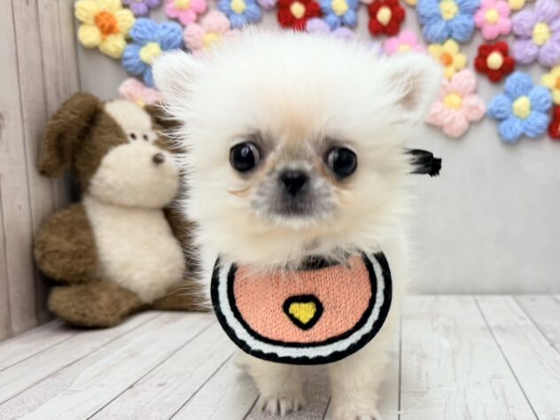 岡山県のハーフ犬・ミックス犬 (ワンキャラット アミーゴ高屋店/2026年5月4日生まれ/女の子/クリームホワイト)の子犬の1枚目の画像