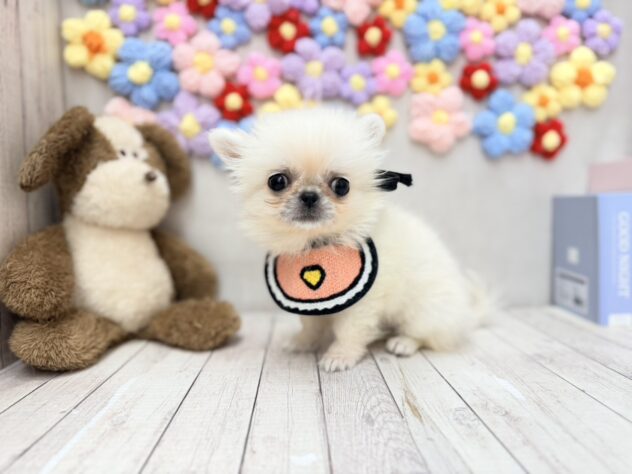 岡山県のハーフ犬・ミックス犬 (ワンキャラット アミーゴ高屋店/2026年5月4日生まれ/女の子/クリームホワイト)の子犬の3枚目の画像