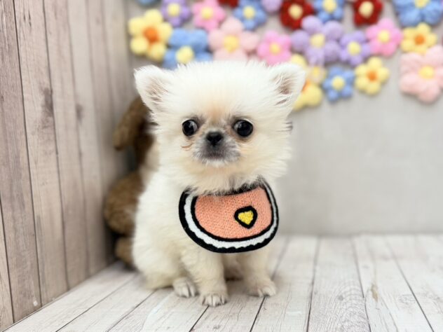 岡山県のハーフ犬・ミックス犬 (ワンキャラット アミーゴ高屋店/2026年5月4日生まれ/女の子/クリームホワイト)の子犬の2枚目の画像