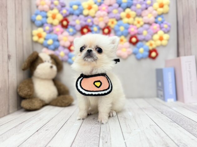岡山県のハーフ犬・ミックス犬 (ワンキャラット アミーゴ高屋店/2026年5月4日生まれ/女の子/クリームホワイト)の子犬の4枚目の画像