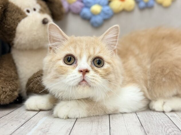 岡山県のスコティッシュフォールド (ワンキャラット アミーゴ高屋店/2026年3月15日生まれ/男の子/クリームタビーホワイト)の子猫の1枚目の画像