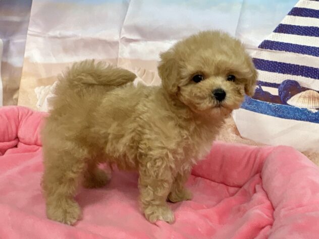 和歌山県のハーフ犬・ミックス犬 (アミーゴ和歌山太田店/2026年6月6日生まれ/男の子/アプリコット)の子犬の3枚目の画像