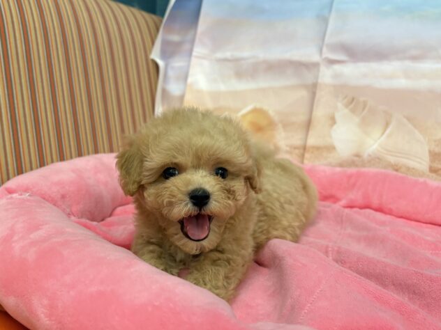 和歌山県のハーフ犬・ミックス犬 (アミーゴ和歌山太田店/2026年6月6日生まれ/男の子/アプリコット)の子犬の2枚目の画像