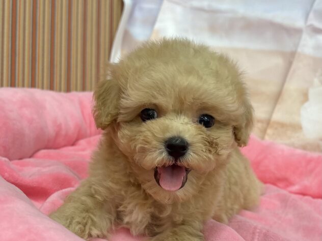 和歌山県のハーフ犬・ミックス犬 (アミーゴ和歌山太田店/2026年6月6日生まれ/男の子/アプリコット)の子犬の1枚目の画像
