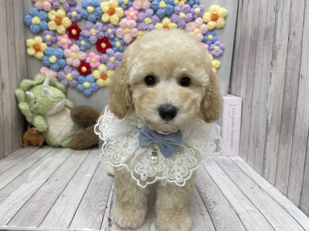 岡山県のトイプードル(トイ) (ワンキャラット アミーゴ高屋店/2026年6月13日生まれ/男の子/ペールフォーン)の子犬の3枚目の画像