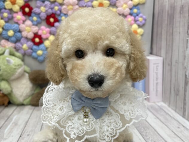岡山県のトイプードル(トイ) (ワンキャラット アミーゴ高屋店/2026年6月13日生まれ/男の子/ペールフォーン)の子犬の1枚目の画像