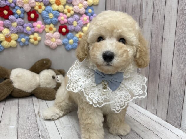 岡山県のトイプードル(トイ) (ワンキャラット アミーゴ高屋店/2026年6月13日生まれ/男の子/ペールフォーン)の子犬の2枚目の画像