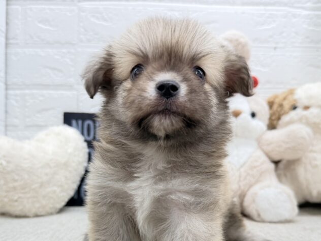 岡山県のハーフ犬・ミックス犬 (ワンキャラット アミーゴ岡南店/2026年6月20日生まれ/女の子/ウルフセーブル)の子犬の1枚目の画像